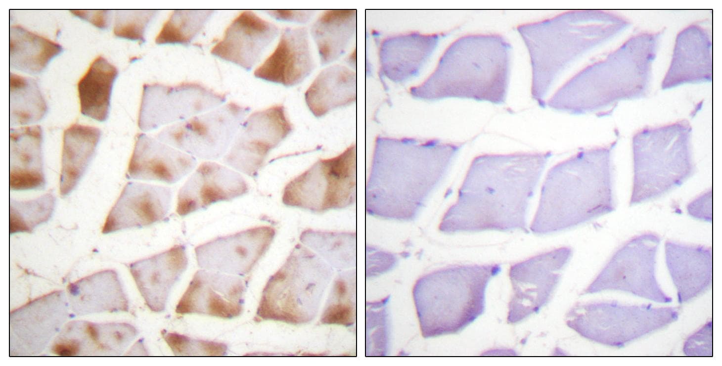 Actin Antibody (p53/55)