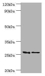 GSTM4-4 / GSTM4 Antibody (aa1-218)