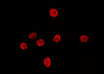 ST18 Antibody