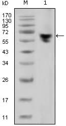 Mouse Anti-Human IgG Fc Secondary Antibody (clone 2E4)
