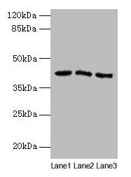 ANGPTL7 / CDT6 Antibody (aa27-296)