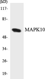 IHC-plus™ MAPK10 / JNK3 Antibody (aa342-391)