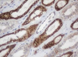 NDUFB9 Antibody (aa3-179, clone OTI4F8, Carrier-free)