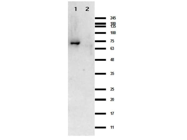 CRASP-1 Antibody (Liquid)