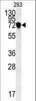 NDNF Antibody (aa80-109)