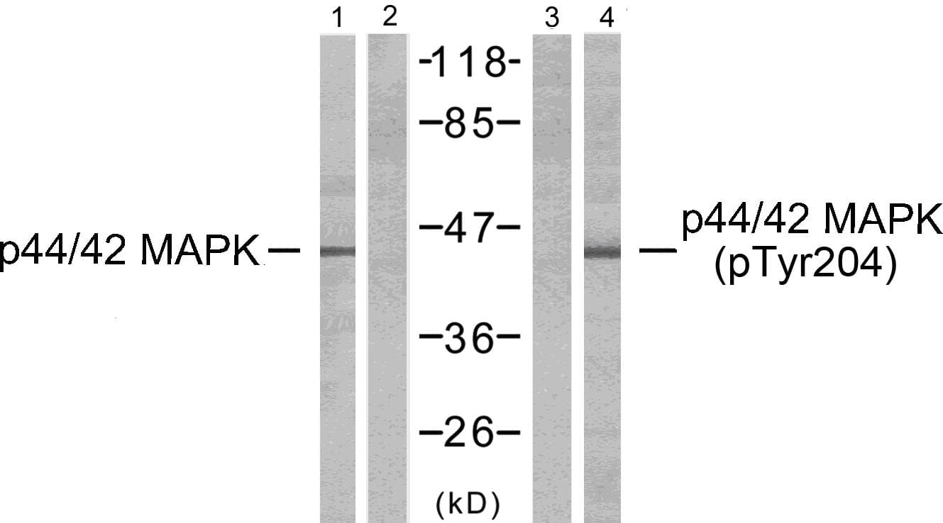 MAPK1 / ERK2 Antibody (Ab-204)