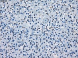 PPP5C Antibody (clone OTI5G5)