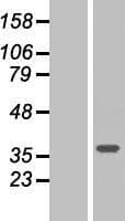 ARMC10 Protein (Over-Expression Lysate Myc-DDK (Flag))