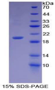 Mouse BMP12 / GDF7 Protein (Recombinant His-T7)