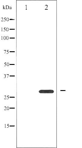 Polyclonal Rabbit anti-Human BCL2 / Bcl-2 Antibody (phospho-Ser87, IHC, IF, WB)