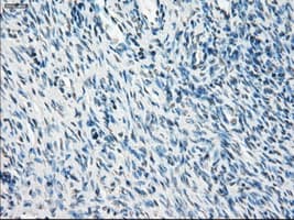 PPP5C Antibody (clone OTI3G1)