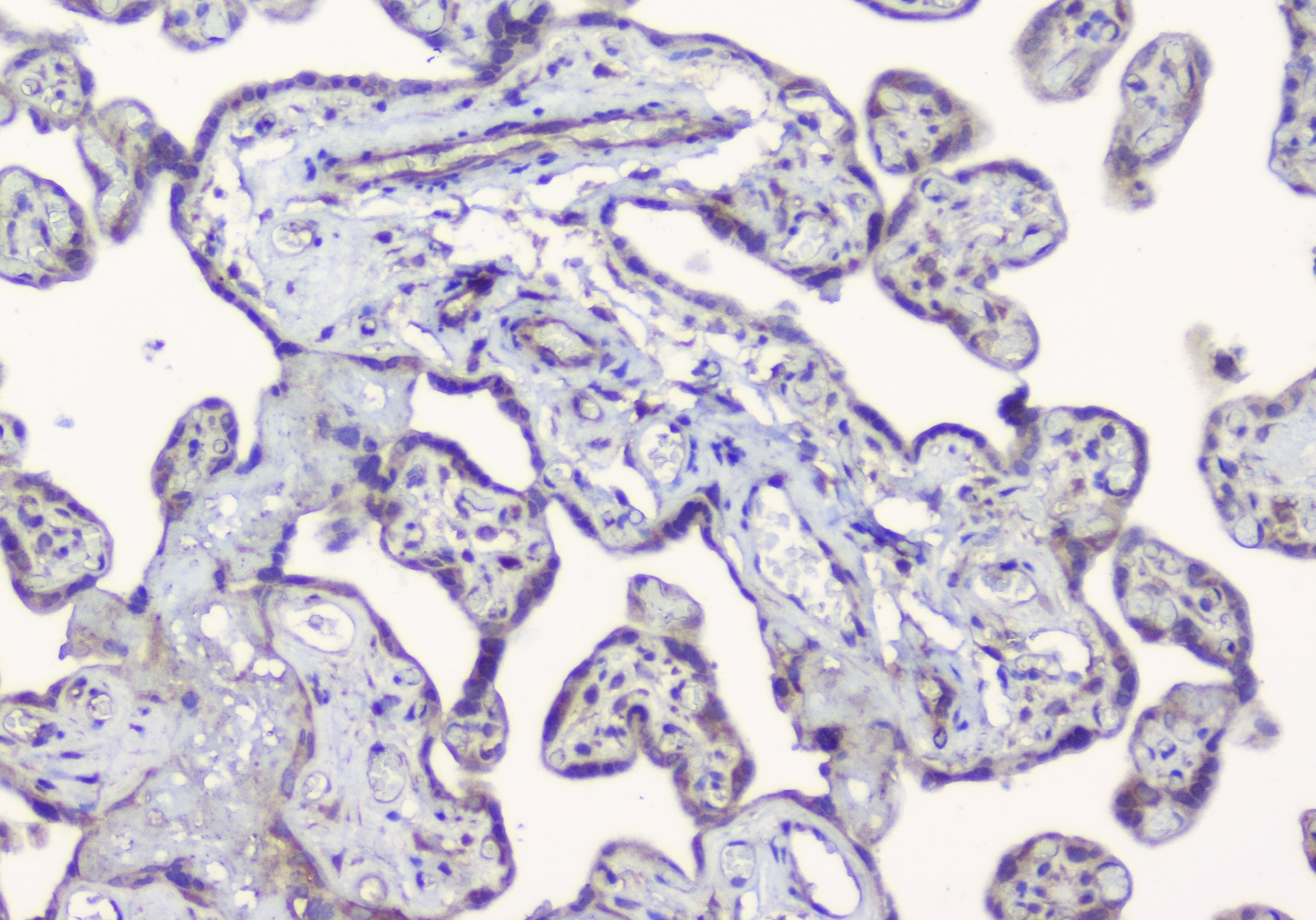 PDCD6IP / ALIX Antibody (aa2-330)