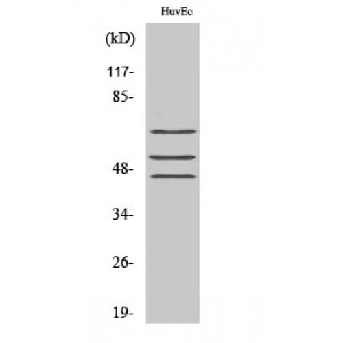 p66 / SHC Antibody (290-370 aa)