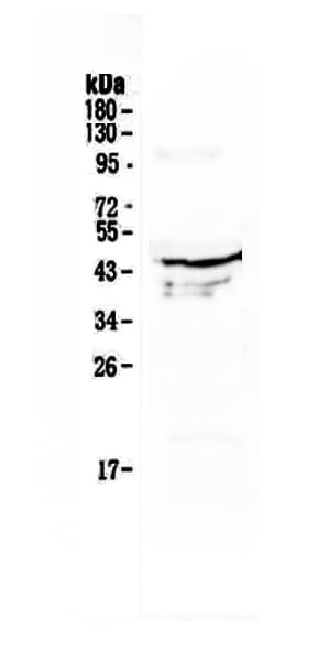 ATG3 Antibody