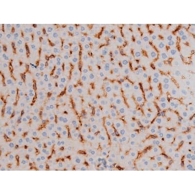 CDC25A Antibody (phospho-Ser75)