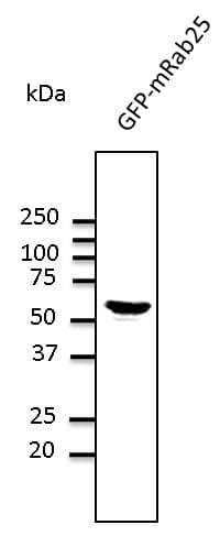 RAB25 Antibody (C-Terminus)
