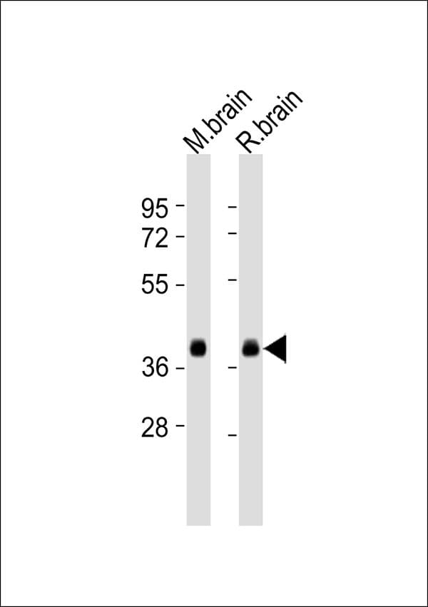 SYP / Synaptophysin Antibody