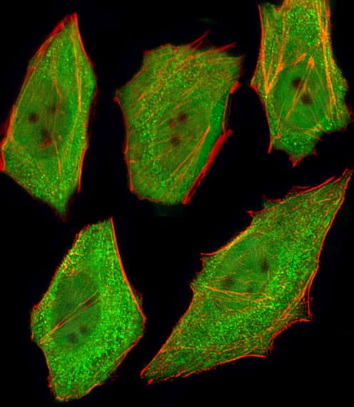 Monoclonal Mouse anti-Human VCP Antibody (clone 1344CT150.163.114, IF, WB)