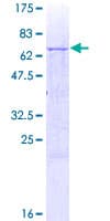 Human GALT4 / B3GALT4 Protein (Recombinant GST)
