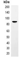 TAP Tag Antibody