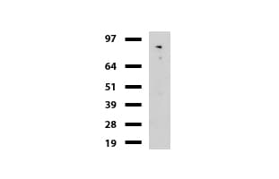 CDH2 / N Cadherin Antibody (clone UMAB23, Carrier-free)