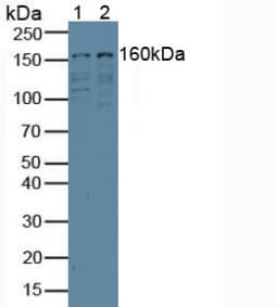 EIF3A Antibody (aa622-848, APC)