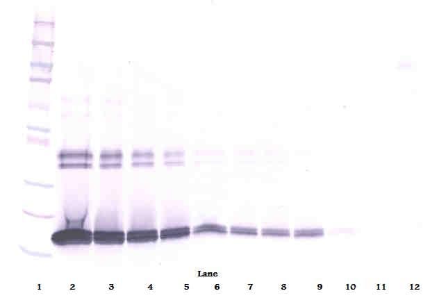 IHC-plus™ IL-10 Antibody