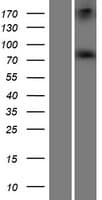 ADAR2 / ADARB1 Protein (Over-Expression Lysate Myc-DDK (Flag))
