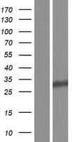 Human RPS4Y1 Protein (Over-Expression Lysate Myc-DDK (Flag))
