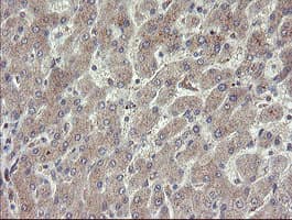 CHN1 Antibody (clone OTI1C9)