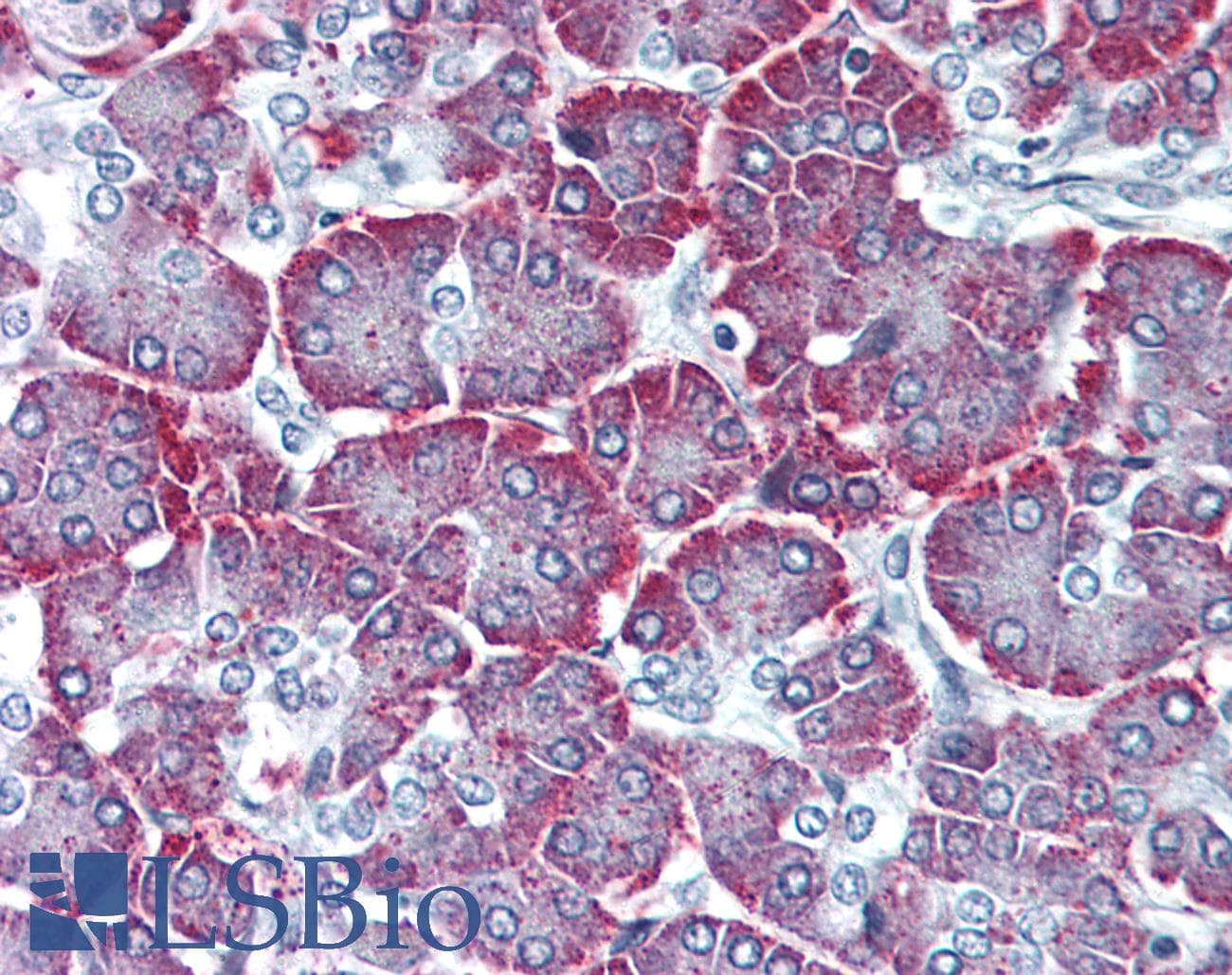IHC-plus™ PTHR2 / PTH2R Antibody (N-Terminus)