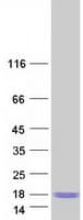 Human C9orf16 Protein (Recombinant Myc-DDK (Flag))