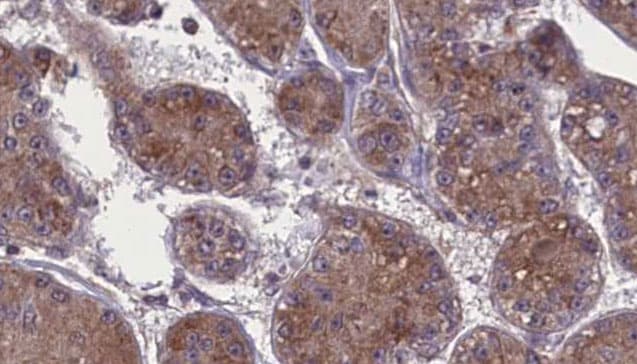 OCLN / Occludin Antibody