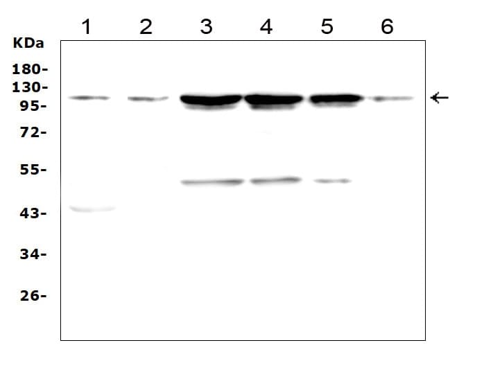 TRPC3 Antibody (aa836-851)