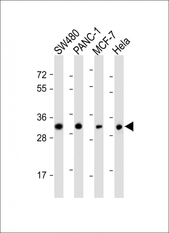OR7C2 Antibody
