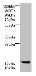 C7orf34 Antibody