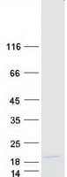 Human SUPT4H1 / SPT4 Protein (Recombinant Myc-DDK (Flag))