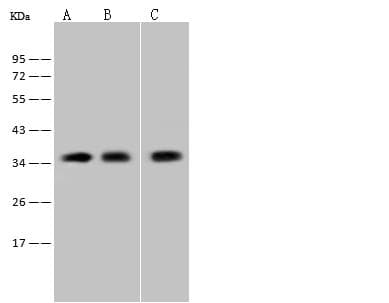 Polyclonal Rabbit anti-Rat CD300LF / CD300f Antibody (WB)