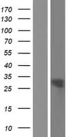STAR Protein (Over-Expression Lysate Myc-DDK (Flag))
