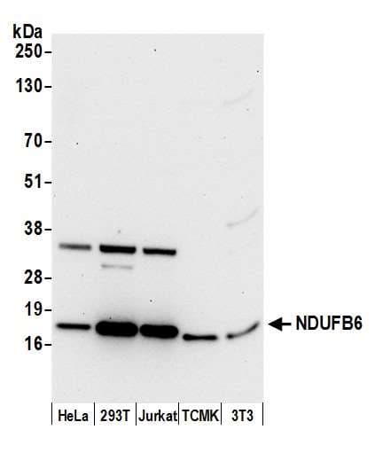 NDUFB6 Antibody (aa78-128)