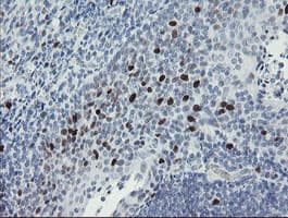 MAFB Antibody (aa32-320, clone OTI1E9)