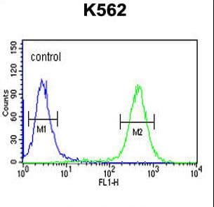ATP4B Antibody (aa52-78)