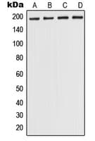 POLR1A Antibody (Internal)