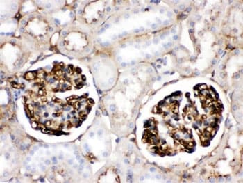 Polyclonal Rabbit anti-Rat APOA1 / Apolipoprotein A 1 Antibody (IHC, WB)