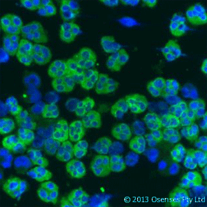 LL37 / Cathelicidin Antibody