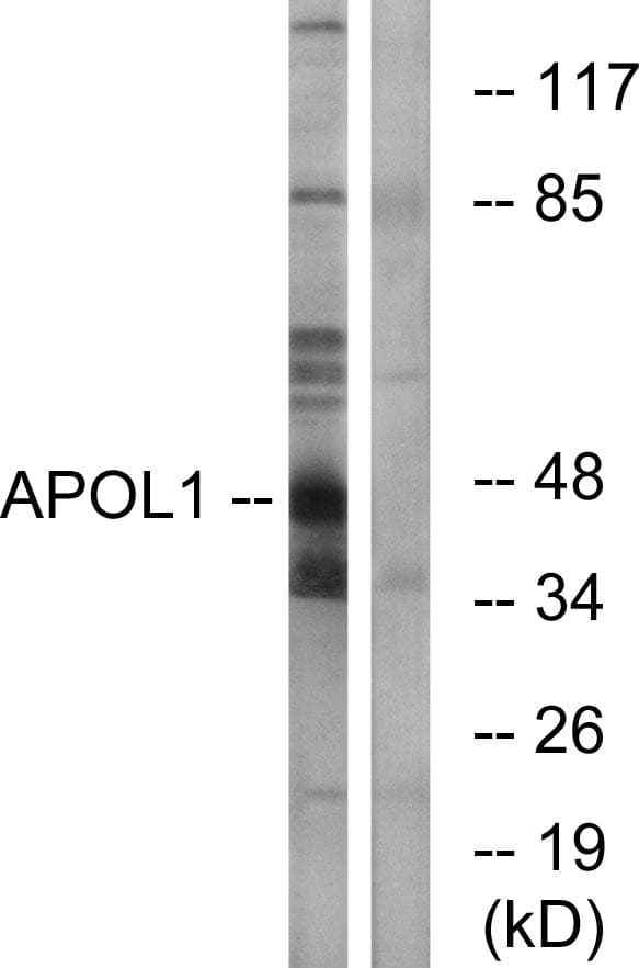 APOL1 / Apolipoprotein L Antibody