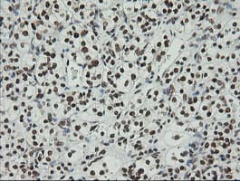 ZSCAN18 / ZNF447 Antibody (clone OTI2H7, Carrier-free)