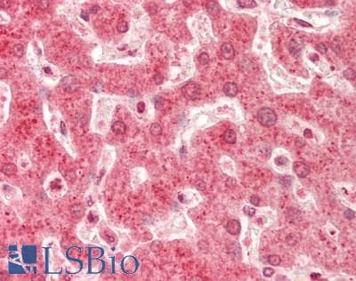 RPL7 / Ribosomal Protein L7 Antibody (C-Terminus)