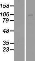PCDHGB4 Protein (Over-Expression Lysate Myc-DDK (Flag))