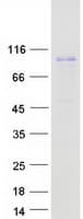 Human PAL / PAM Protein (Recombinant Myc-DDK (Flag))